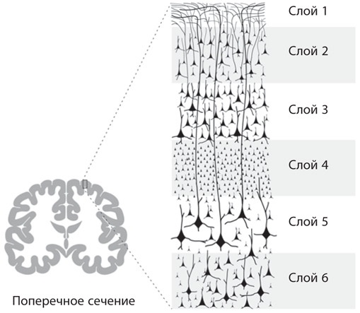 Иллюстрация к книге — Как рождаются эмоции. Революция в понимании мозга и управлении эмоциями [i_032.jpg]