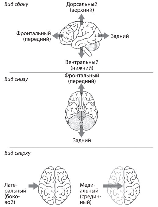 Иллюстрация к книге — Как рождаются эмоции. Революция в понимании мозга и управлении эмоциями [i_035.jpg]