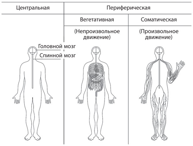 Иллюстрация к книге — Как рождаются эмоции. Революция в понимании мозга и управлении эмоциями [i_036.jpg]