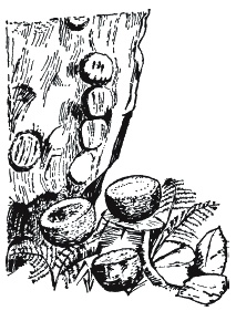 Иллюстрация к книге — Викинги. Быт, религия, культура [_113.jpg]