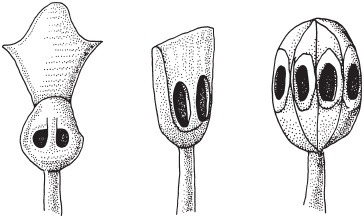 Иллюстрация к книге — Монголы. Основатели империи Великих ханов [_06.jpg]