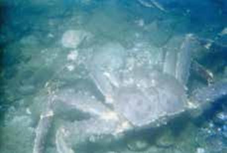 Иллюстрация к книге — Погружение разрешаю [_210.jpg]