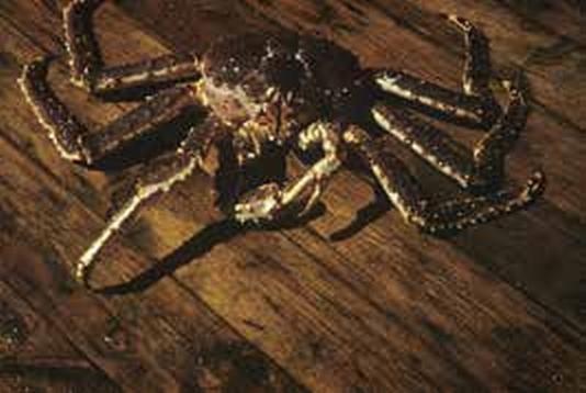 Иллюстрация к книге — Погружение разрешаю [_211.jpg]