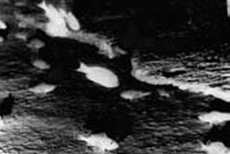 Иллюстрация к книге — Погружение разрешаю [_214_3.jpg]