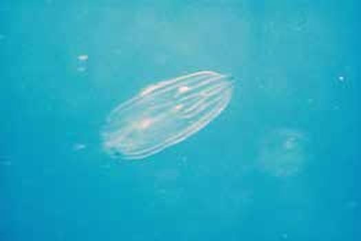 Иллюстрация к книге — Погружение разрешаю [_215.jpg]