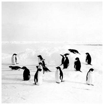 Иллюстрация к книге — Фредерик Кук на вершине континента. Возвращаем Мак-Кинли великому американцу [i_007.jpg]