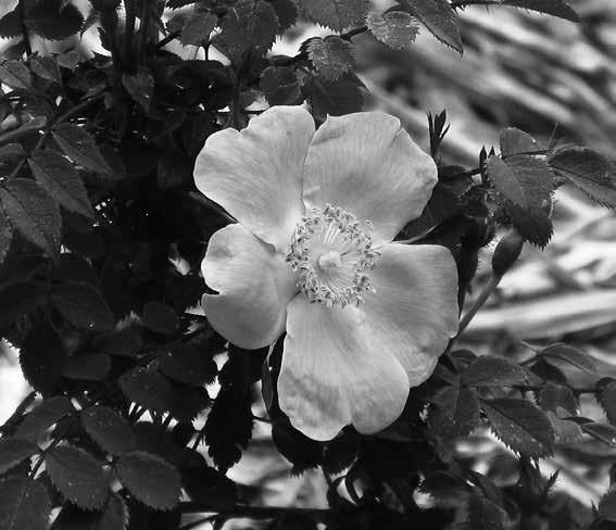 Иллюстрация к книге — Седого графа сын побочный [i_028.jpg]