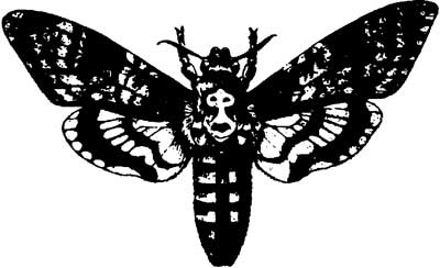 Иллюстрация к книге — Ангелы и насекомые [i_006.jpg]