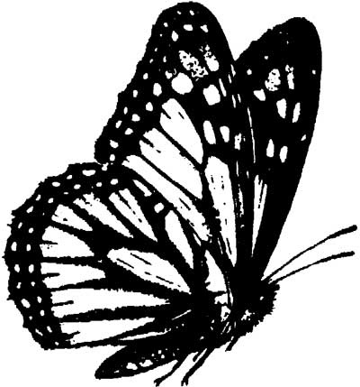 Иллюстрация к книге — Ангелы и насекомые [i_007.jpg]