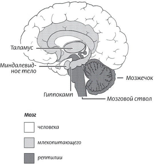 Иллюстрация к книге — Мозг всемогущий. Путеводитель по самому незаменимому органу нашего тела [i_001.jpg]