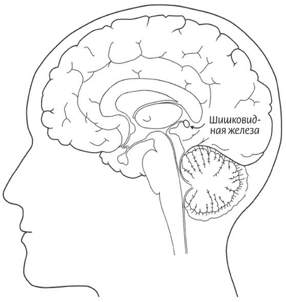 Иллюстрация к книге — Мозг всемогущий. Путеводитель по самому незаменимому органу нашего тела [i_005.jpg]