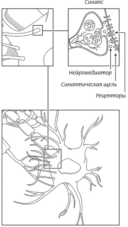 Иллюстрация к книге — Мозг всемогущий. Путеводитель по самому незаменимому органу нашего тела [i_011.jpg]