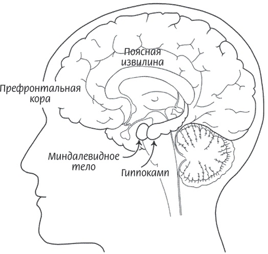 Иллюстрация к книге — Мозг всемогущий. Путеводитель по самому незаменимому органу нашего тела [i_018.jpg]