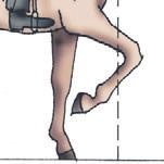 Иллюстрация к книге — Школа верховой езды для начинающих [i_006.jpg]