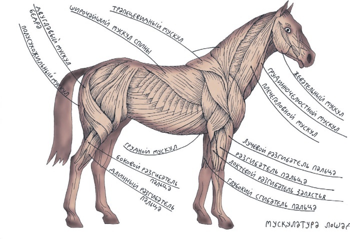 Иллюстрация к книге — Школа верховой езды для начинающих [i_008.jpg]