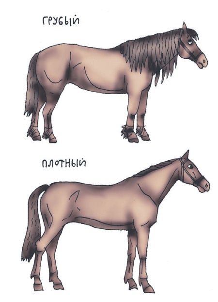 Иллюстрация к книге — Школа верховой езды для начинающих [i_009.jpg]