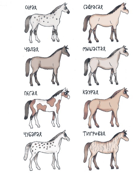 Иллюстрация к книге — Школа верховой езды для начинающих [i_014.jpg]