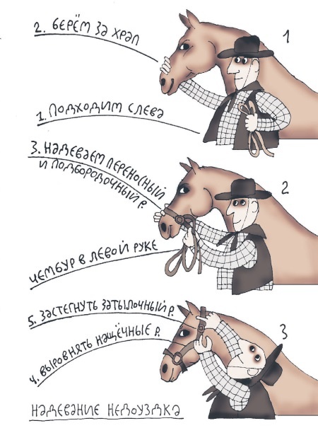 Иллюстрация к книге — Школа верховой езды для начинающих [i_024.jpg]