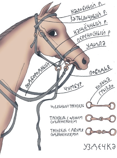 Иллюстрация к книге — Школа верховой езды для начинающих [i_033.jpg]