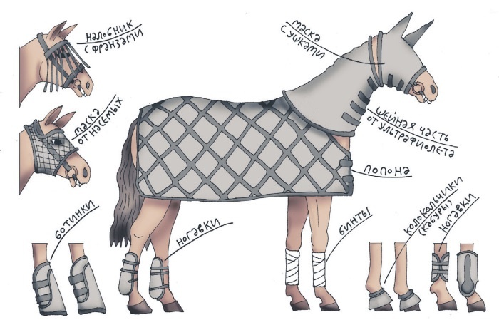 Иллюстрация к книге — Школа верховой езды для начинающих [i_035.jpg]