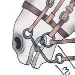 Иллюстрация к книге — Школа верховой езды для начинающих [i_039.jpg]