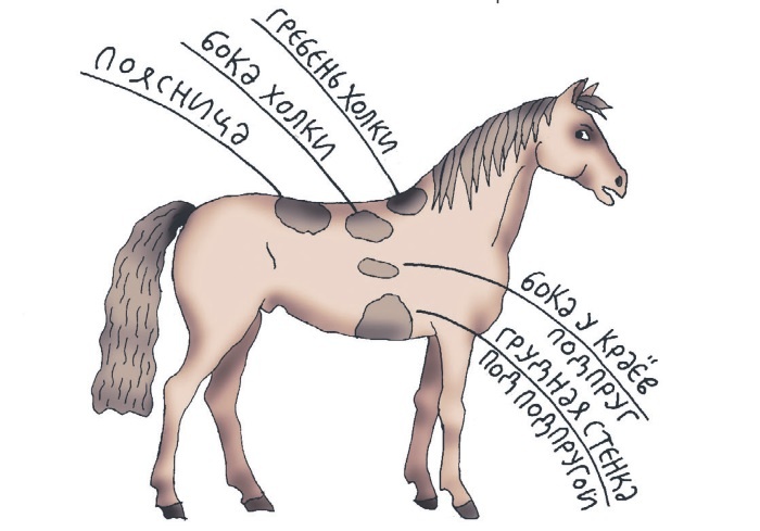 Иллюстрация к книге — Школа верховой езды для начинающих [i_044.jpg]