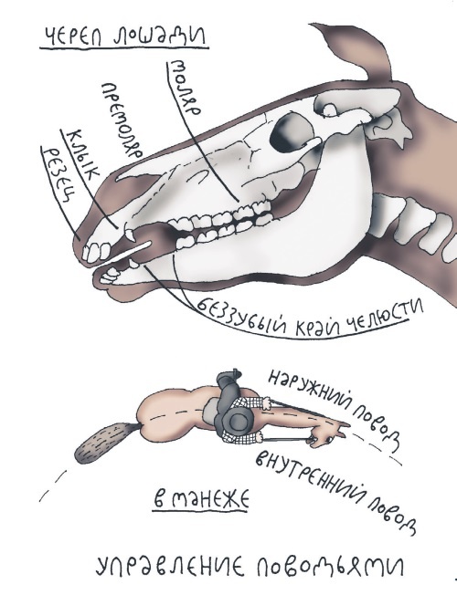 Иллюстрация к книге — Школа верховой езды для начинающих [i_067.jpg]