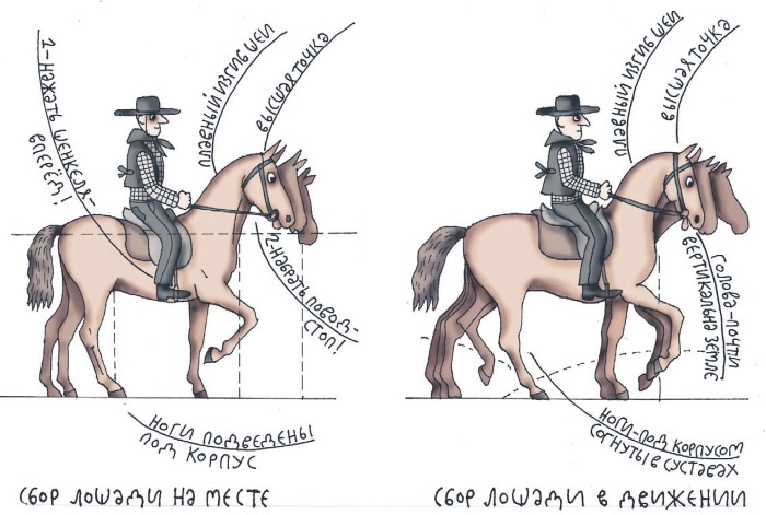 Иллюстрация к книге — Школа верховой езды для начинающих [i_084.jpg]