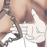 Иллюстрация к книге — Школа верховой езды для начинающих [i_089.jpg]