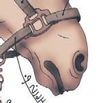 Иллюстрация к книге — Школа верховой езды для начинающих [i_110.jpg]