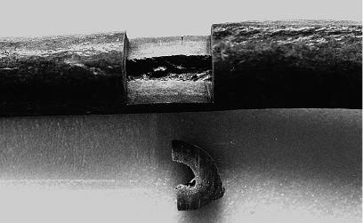 Иллюстрация к книге — Неандерталец. В поисках исчезнувших геномов [_11.jpg]