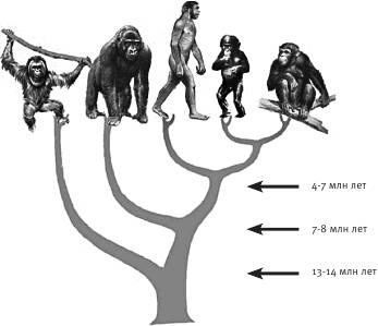 Иллюстрация к книге — Неандерталец. В поисках исчезнувших геномов [_14.jpg]