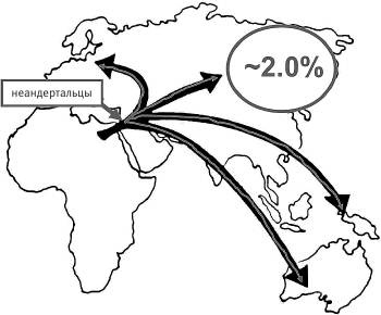 Иллюстрация к книге — Неандерталец. В поисках исчезнувших геномов [_21.jpg]