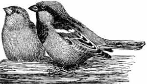 Иллюстрация к книге — Пернатые многоженцы [_01.jpg]