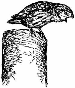 Иллюстрация к книге — Пернатые многоженцы [_03.jpg]