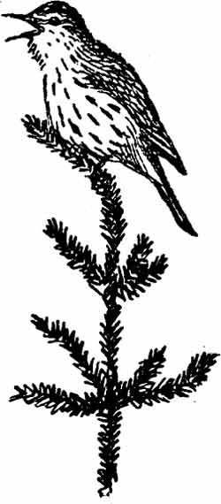 Иллюстрация к книге — Пернатые многоженцы [_04.jpg]