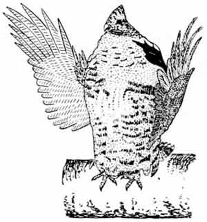 Иллюстрация к книге — Пернатые многоженцы [_10.jpg]