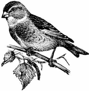 Иллюстрация к книге — Пернатые многоженцы [_100.jpg]