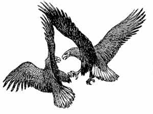 Иллюстрация к книге — Пернатые многоженцы [_101.jpg]