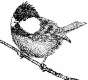 Иллюстрация к книге — Пернатые многоженцы [_103.jpg]