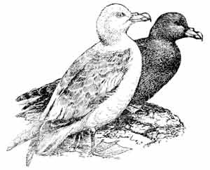 Иллюстрация к книге — Пернатые многоженцы [_105.jpg]