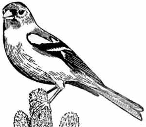 Иллюстрация к книге — Пернатые многоженцы [_106.jpg]