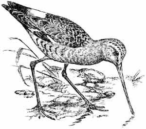 Иллюстрация к книге — Пернатые многоженцы [_109.jpg]