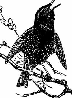 Иллюстрация к книге — Пернатые многоженцы [_111.jpg]