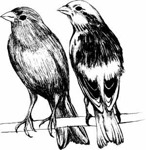 Иллюстрация к книге — Пернатые многоженцы [_116.jpg]