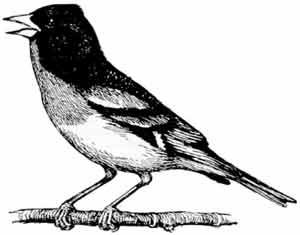 Иллюстрация к книге — Пернатые многоженцы [_117.jpg]