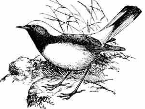 Иллюстрация к книге — Пернатые многоженцы [_118.jpg]