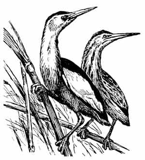 Иллюстрация к книге — Пернатые многоженцы [_119.jpg]