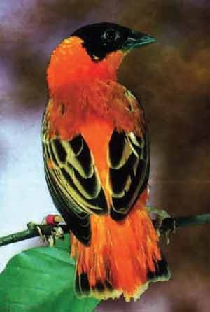 Иллюстрация к книге — Пернатые многоженцы [_124.jpg]