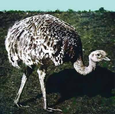 Иллюстрация к книге — Пернатые многоженцы [_134.jpg]